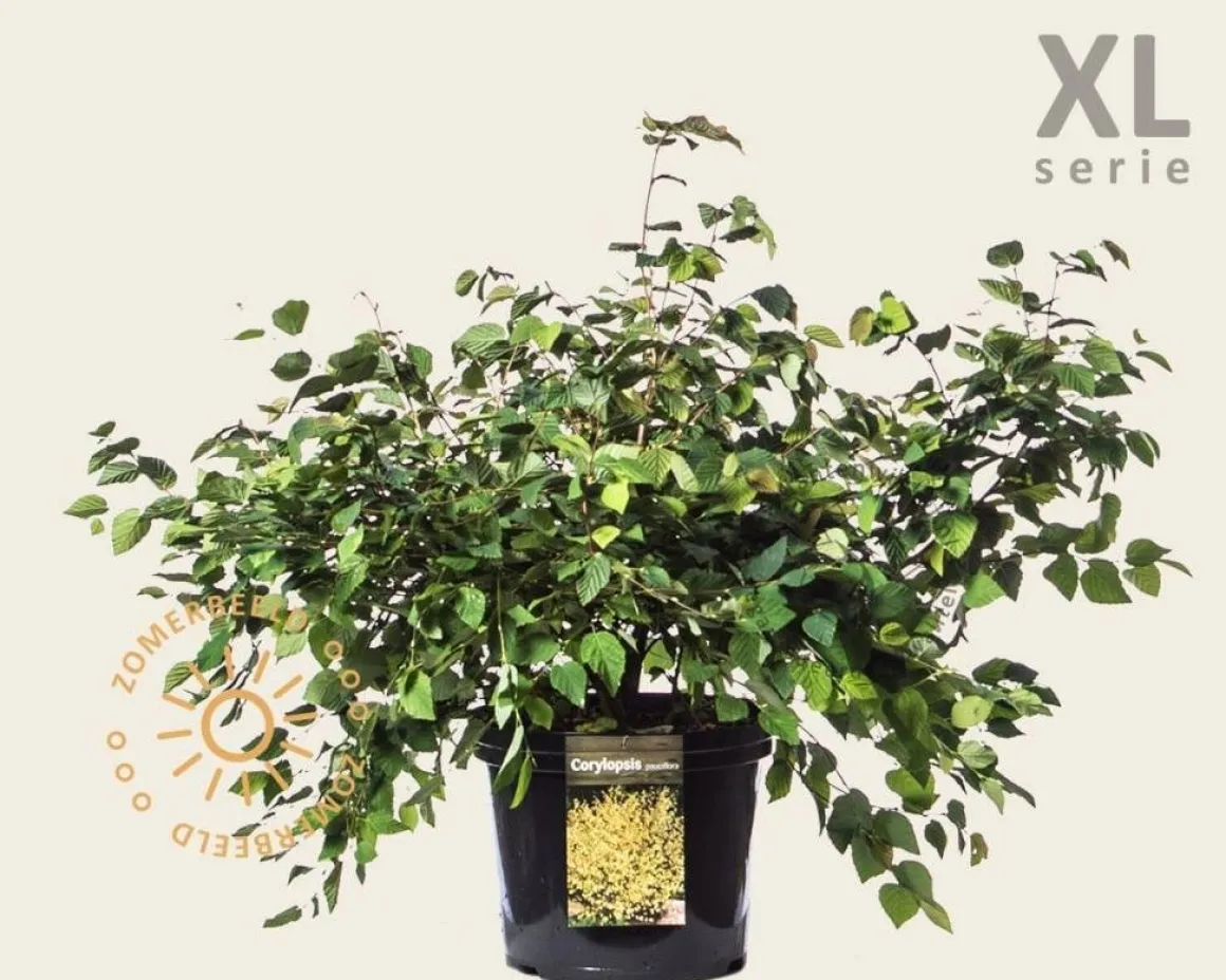 Corylopsis pauciflora - XL