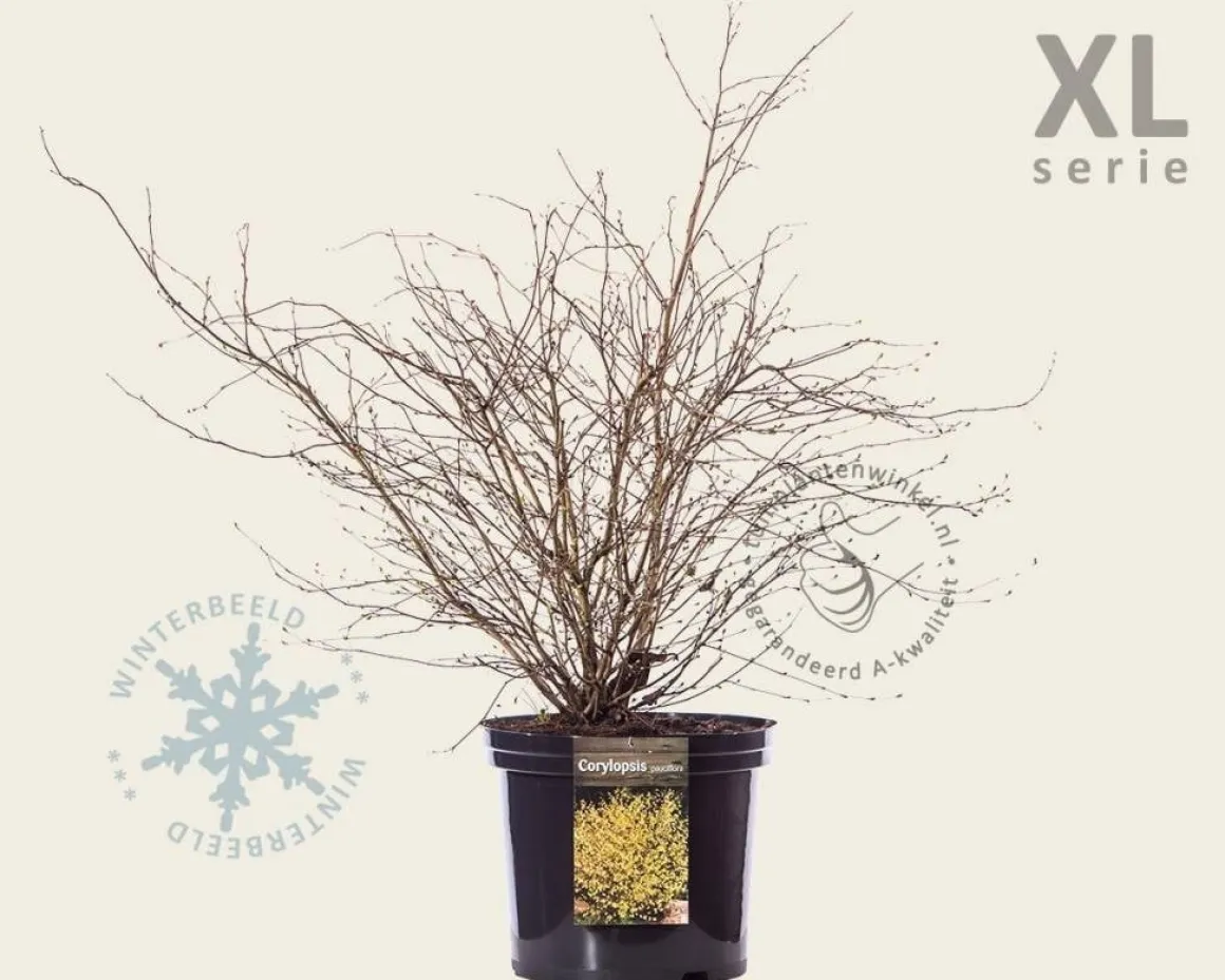 Corylopsis pauciflora - XL