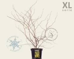 Corylopsis spicata - XL