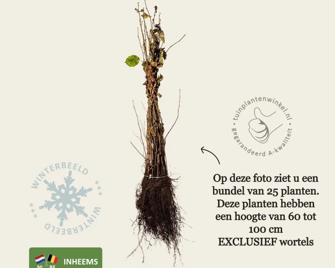 Corylus avellana - blote wortel