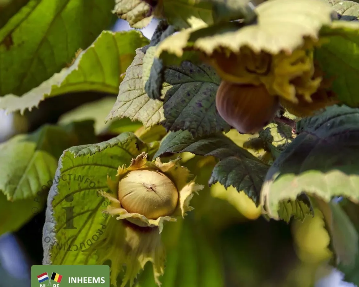 Corylus avellana - blote wortel