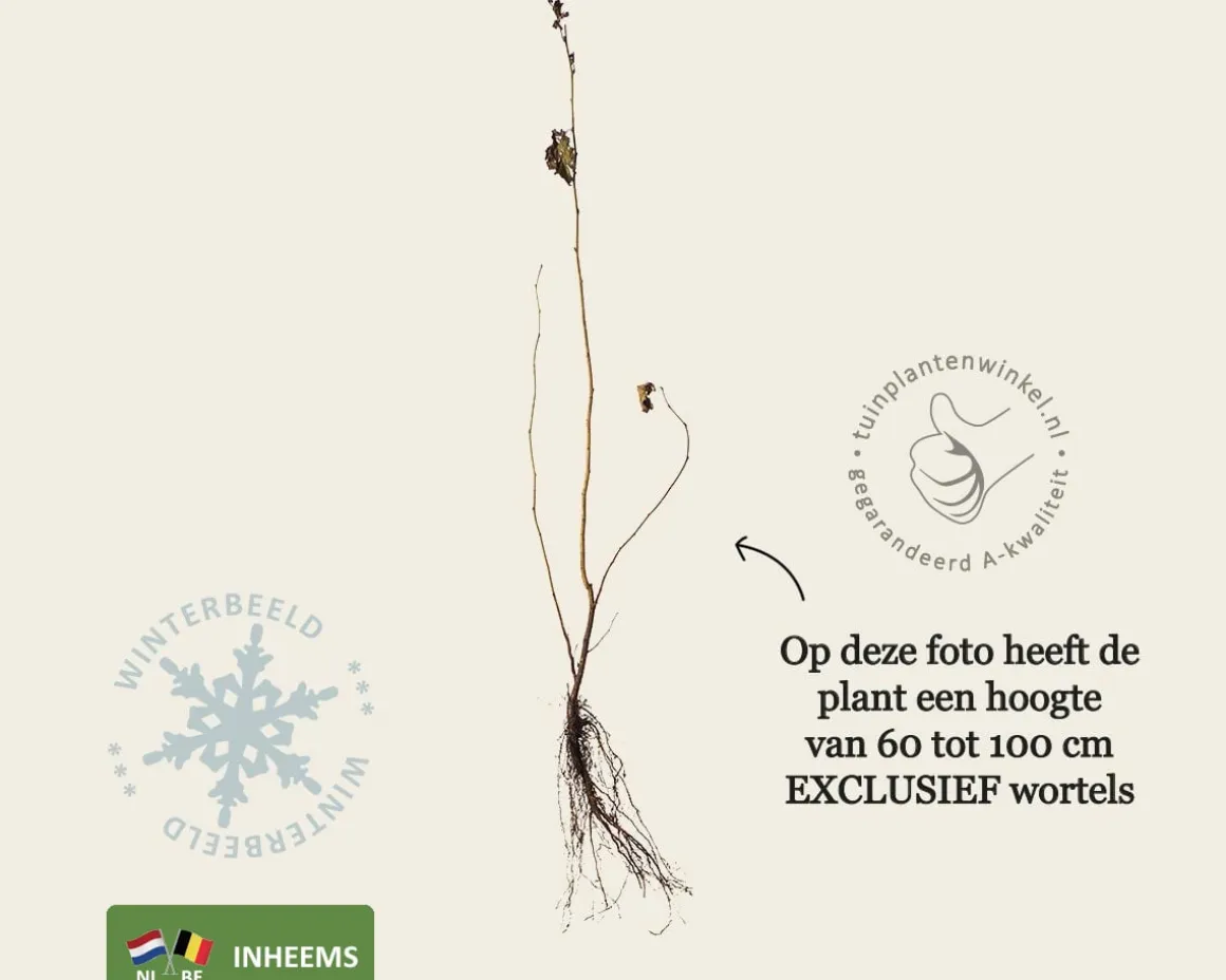 Corylus avellana - blote wortel