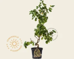 Corylus avellana 'Contorta'