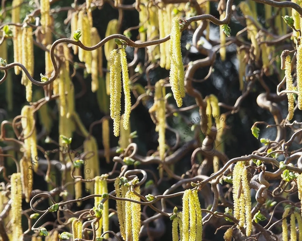 Corylus avellana 'Contorta'