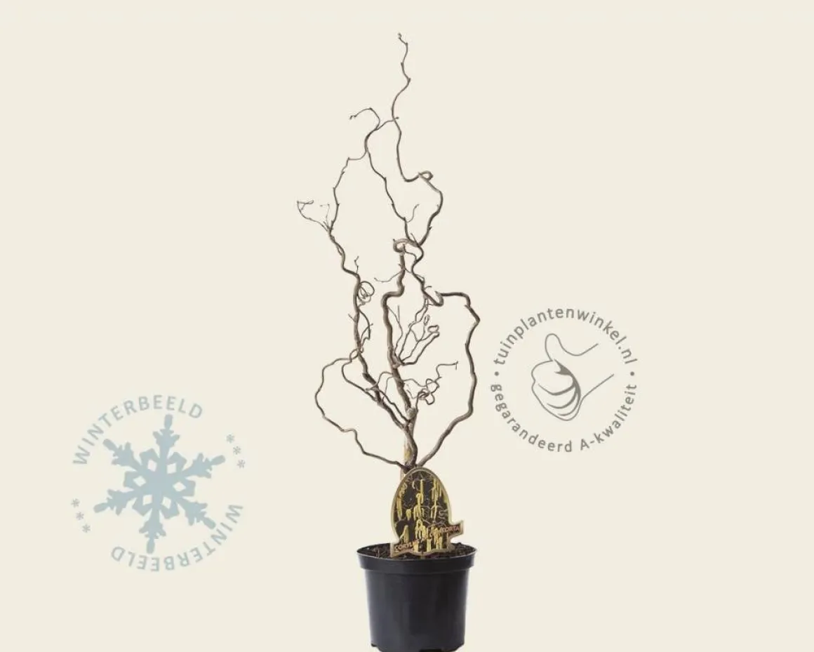 Corylus avellana 'Contorta'