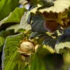 Corylus avellana 'Halle'sche Riesen'