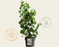 Corylus avellana 'Medusa'