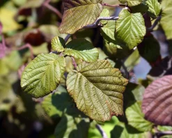 Corylus avellana 'Red Majestic'
