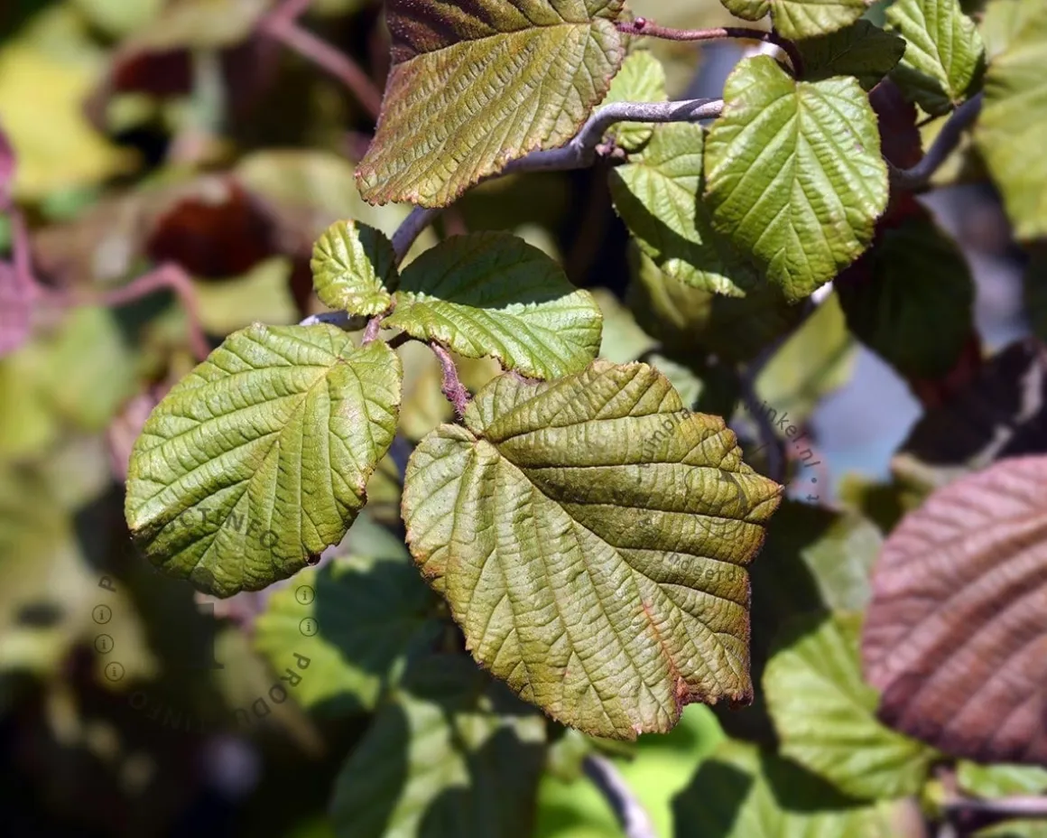 Corylus avellana 'Red Majestic'
