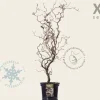 Corylus avellana 'Red Majestic' - XL