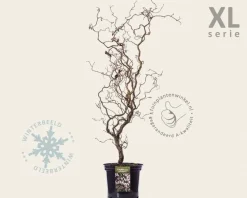 Corylus avellana 'Red Majestic' - XL