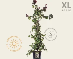 Corylus avellana 'Red Majestic' - XL
