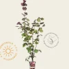 Corylus avellana 'Rode Zellernoot'