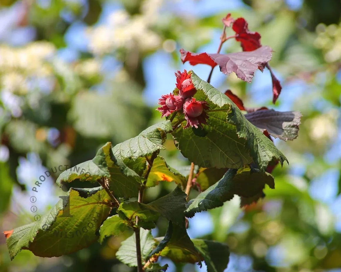 Corylus avellana 'Rode Zellernoot'