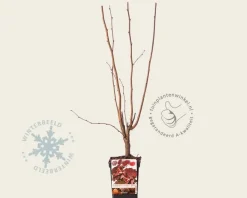 Corylus avellana 'Rode Zellernoot'