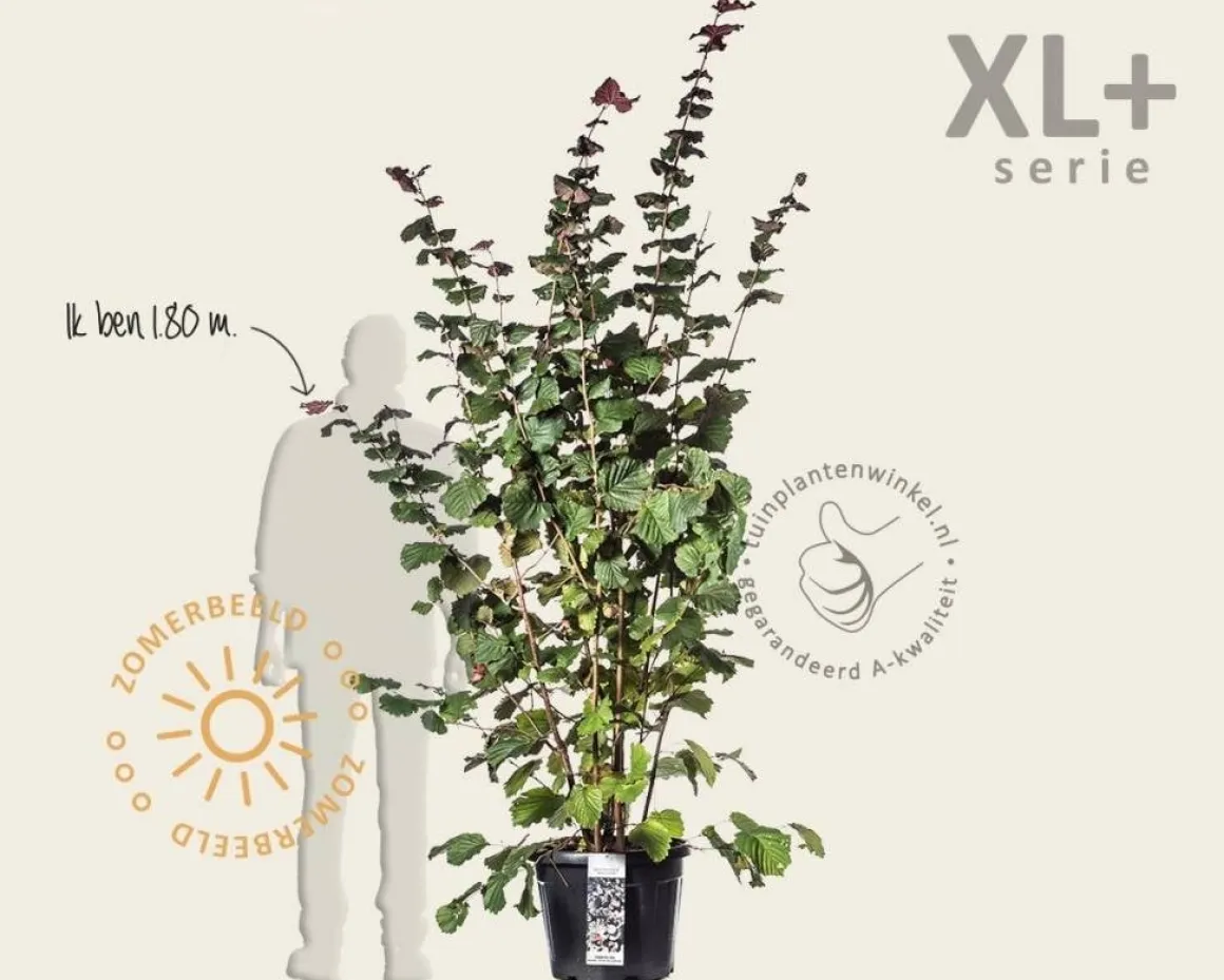 Corylus avellana 'Rode Zellernoot' - XL+