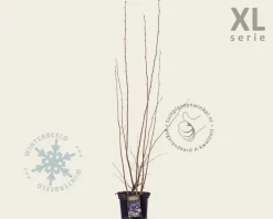 Corylus avellana 'Rode Zellernoot' - XL