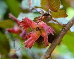 Corylus avellana 'Rode Zellernoot' - XL