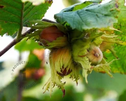Corylus avellana 'Webb's Prize Cob'