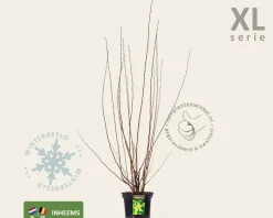 Corylus avellana - XL