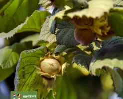 Corylus avellana - XL