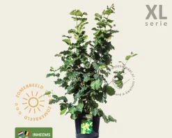 Corylus avellana - XL