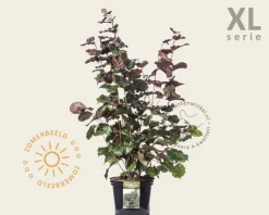 Corylus maxima 'Purpurea' - XL
