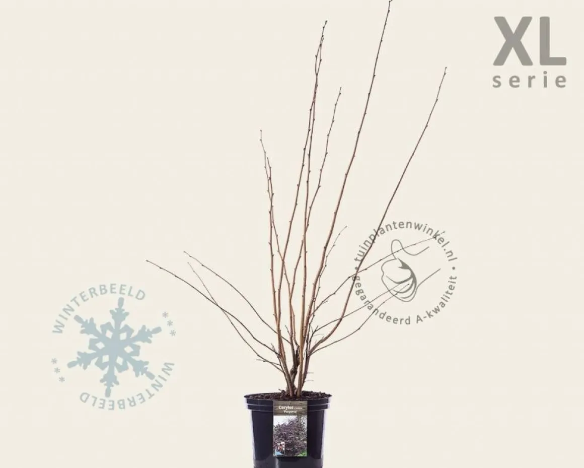 Corylus maxima 'Purpurea' - XL