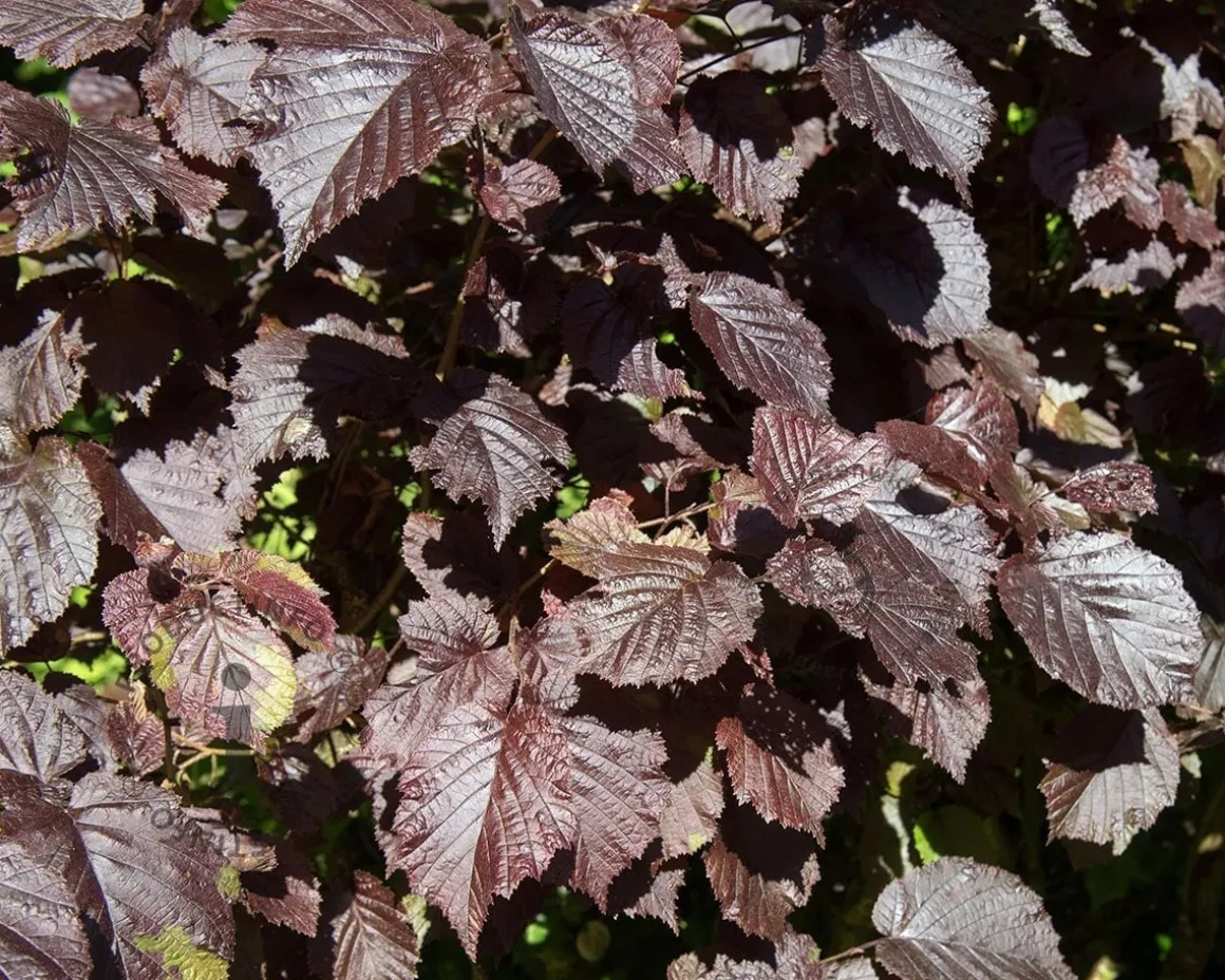 Corylus maxima 'Purpurea' - XL