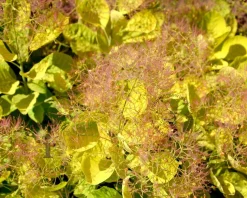 Cotinus coggygria 'Golden Lady'