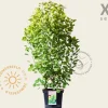 Cotinus coggygria 'Golden Spirit' - XL