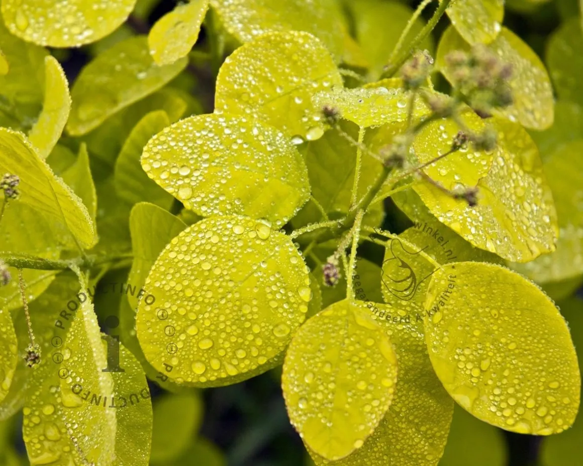 Cotinus coggygria 'Golden Spirit'