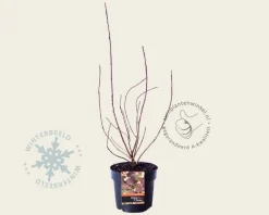 Cotinus coggygria 'Lilla'