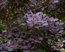Cotinus coggygria 'Royal Purple' - XL