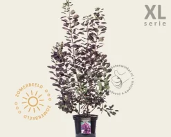 Cotinus coggygria 'Royal Purple' - XL