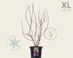 Cotinus coggygria 'Royal Purple' - XL