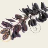 Cotinus coggygria 'Royal Purple'
