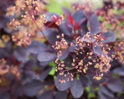 Cotinus coggygria 'Royal Purple'