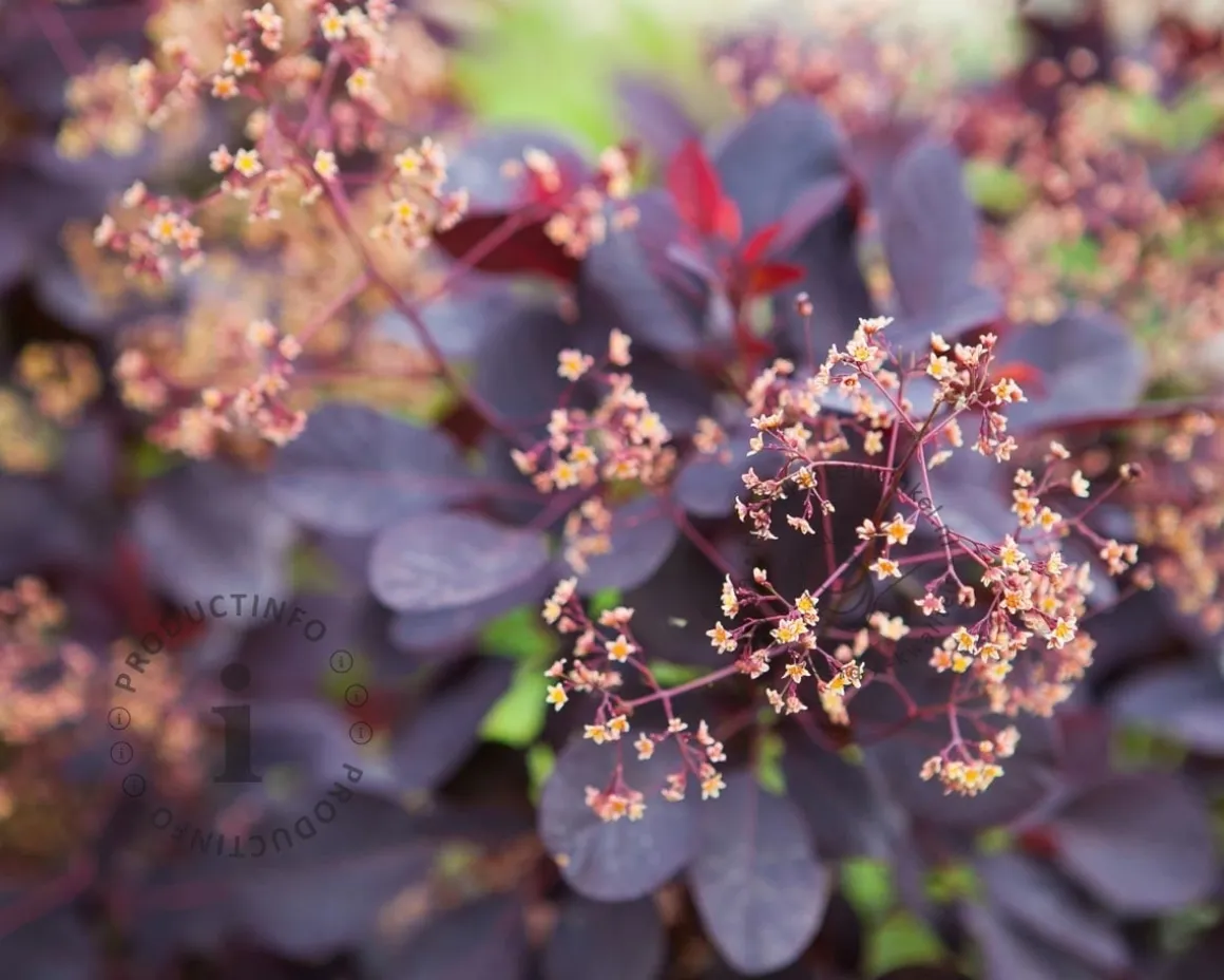 Cotinus coggygria 'Royal Purple'