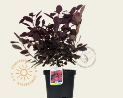 Cotinus coggygria 'Royal Purple'