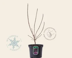 Cotinus coggygria 'Royal Purple'