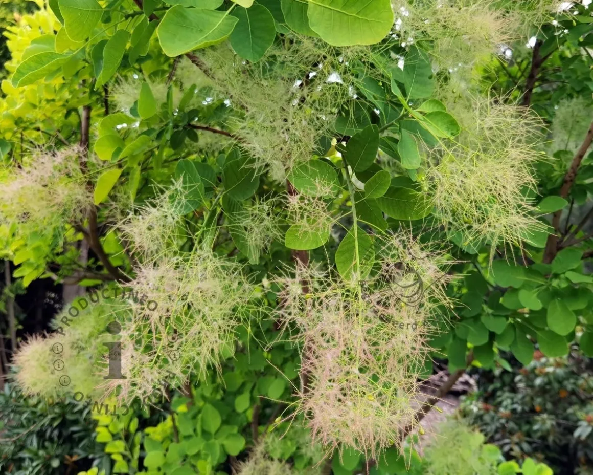 Cotinus coggygria 'Young Lady' - XL