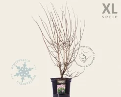 Cotinus coggygria 'Young Lady' - XL
