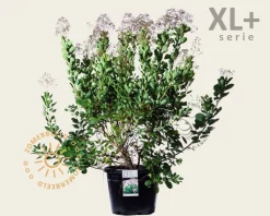 Cotinus coggygria 'Young Lady ' - XL+