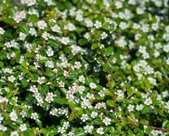 Cotoneaster dammeri