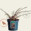 Cotoneaster horizontalis