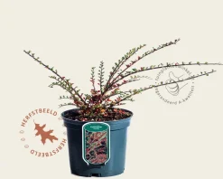 Cotoneaster horizontalis