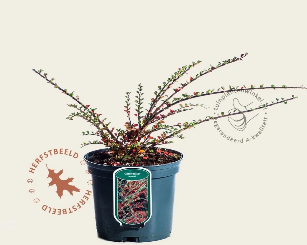 Cotoneaster horizontalis