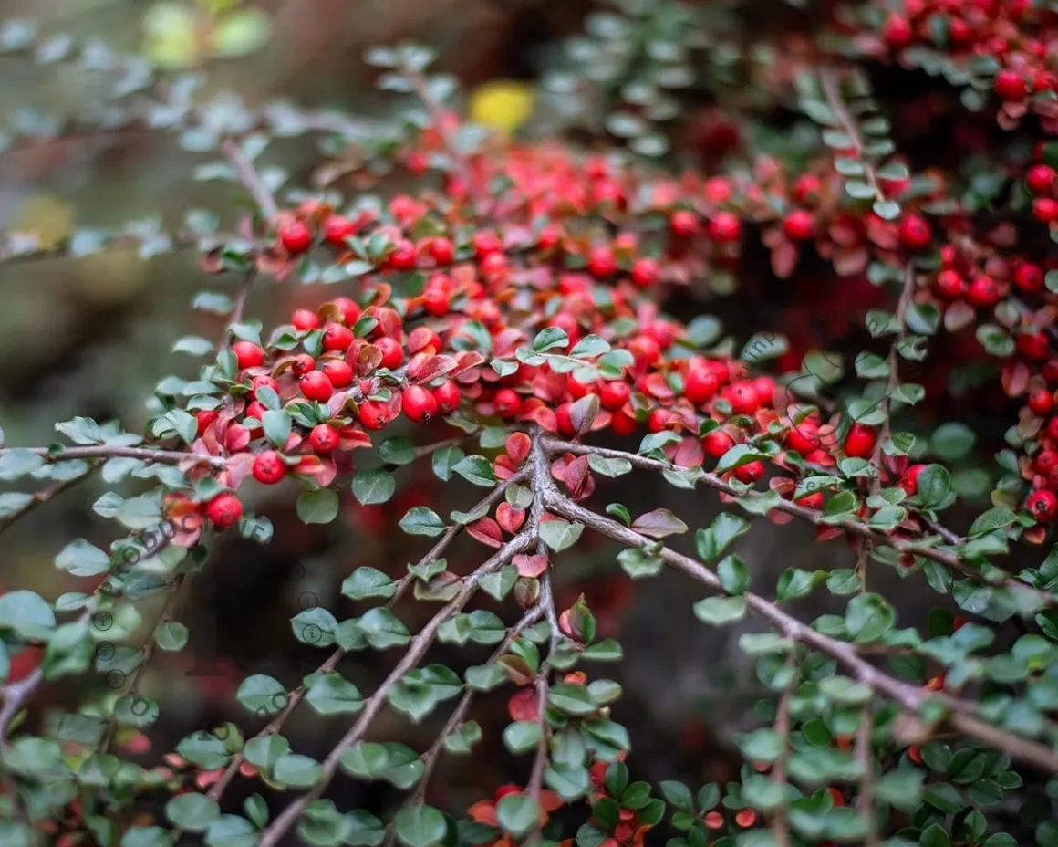 Cotoneaster horizontalis