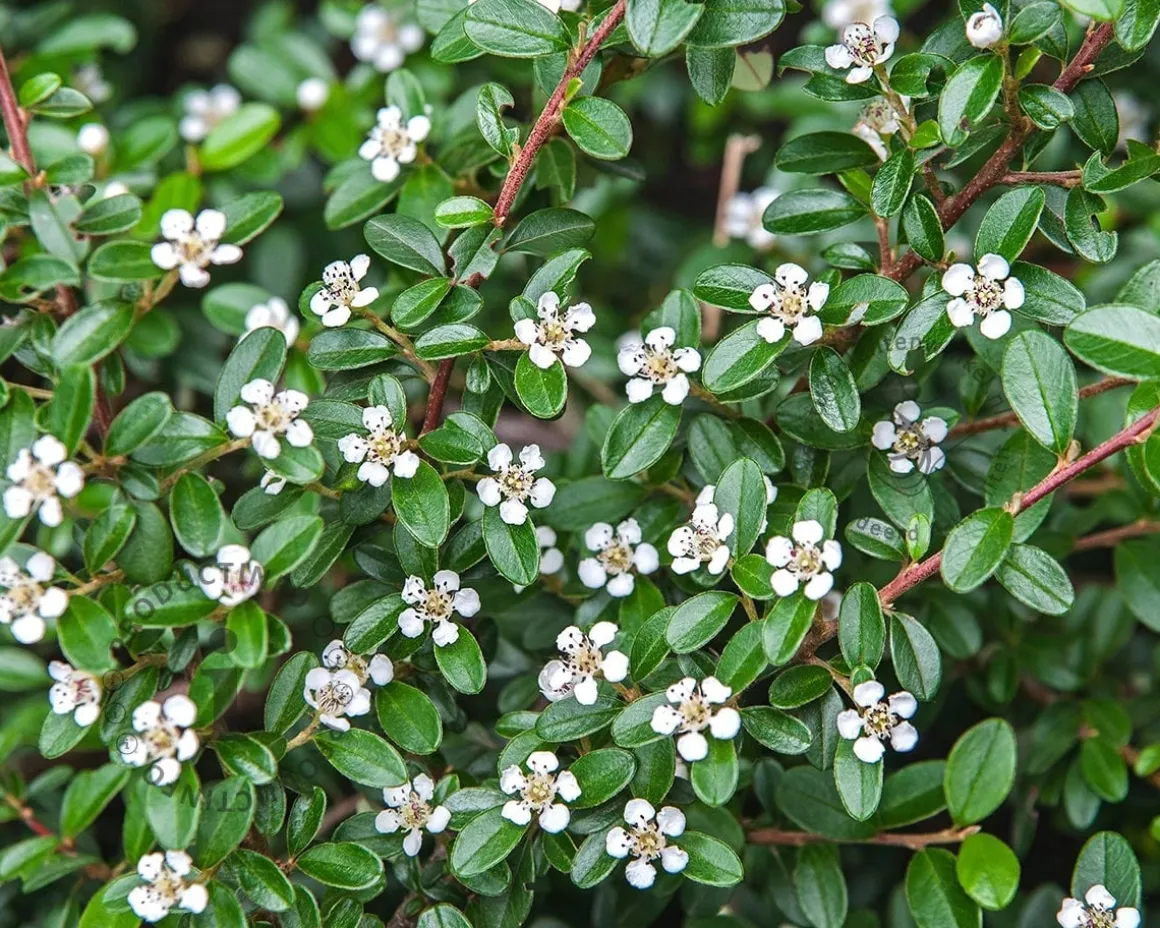 Cotoneaster horizontalis
